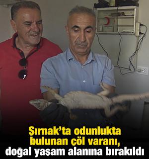 Şırnak&rsquo;ta odunlukta bulunan &ccedil;&ouml;l varanı, doğal yaşam alanına bırakıldı