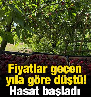 Fiyatlar ge&ccedil;en yıla g&ouml;re d&uuml;şt&uuml;! Hasat başladı