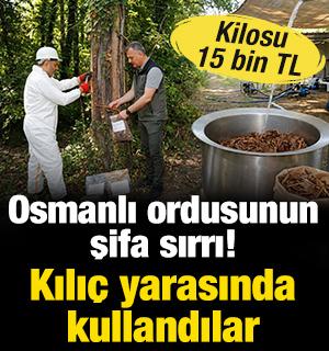 Osmanlı ordusunun şifa sırrı: Kılı&ccedil; yarasında kullandılar: Kilosu 15 bin TL