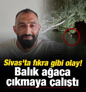 Sivas'ta fıkra gibi olay! Balık ağaca &ccedil;ıkmaya &ccedil;alıştı  