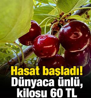 Hasat başladı! D&uuml;nyaca &uuml;nl&uuml;, kilosu 60 TL