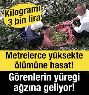 Metrelerce y&uuml;ksekte &ouml;l&uuml;m&uuml;ne hasat! G&ouml;renlerin y&uuml;reği ağzına geliyor! Kilogramı 3 bin lira