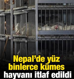 Nepal'de y&uuml;z binlerce k&uuml;mes hayvanı itlaf edildi