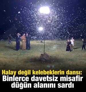Halay değil kelebeklerin dansı: Binlerce davetsiz misafir d&uuml;ğ&uuml;n&uuml; b&ouml;yle yarım bıraktı