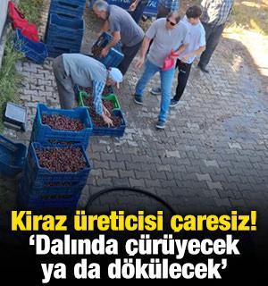 Kiraz &uuml;reticisi &ccedil;aresiz! 'Dalında &ccedil;&uuml;r&uuml;yecek ya da d&ouml;k&uuml;lecek'
