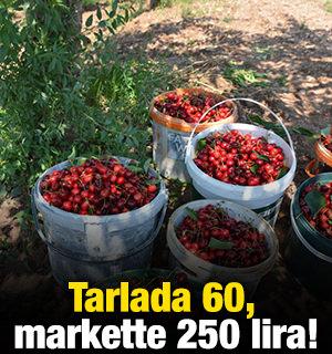 Tarlada 60, markette 250 lira!