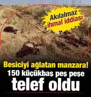 150 k&uuml;&ccedil;&uuml;kbaş peş peşe telef oldu! Bakanlık inceleme başlattı