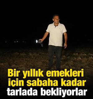 Bir yıllık emekleri i&ccedil;in sabaha kadar tarlada bekliyorlar!