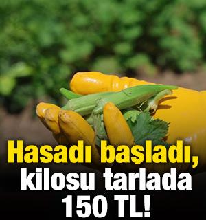 Hasadı başladı, kilosu tarlada 150 TL!