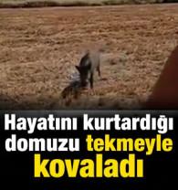 Hayatını kurtardığı domuz saldırınca tekmeyle kovaladı