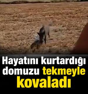 Hayatını kurtardığı domuz saldırınca tekmeyle kovaladı