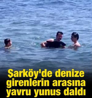 Şark&ouml;y'de denize girenlerin arasına yavru yunus daldı: Eğlenceli anlar kamerada