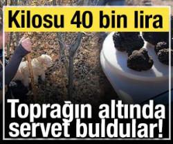 Toprağın altında hazine buldular: Kilosu 40 bin lira