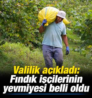 Valilik a&ccedil;ıkladı: Fındık iş&ccedil;ilerinin g&uuml;nl&uuml;k yevmiyesi belli oldu