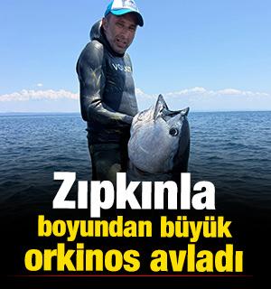 Zıpkınla boyundan b&uuml;y&uuml;k mavi y&uuml;zge&ccedil;li orkinos avladı 