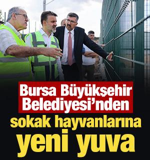 Bursa B&uuml;y&uuml;kşehir Belediyesi'nden sokak hayvanlarına yeni yuva