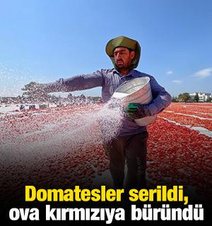 Domatesler serildi, ova kırmızıya b&uuml;r&uuml;nd&uuml;
