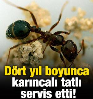 D&ouml;rt yıl boyunca karıncalı tatlı servis etti!
