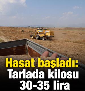 Hasat başladı: Tarlada kilosu 30-35 lira