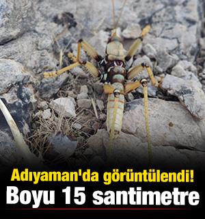 Adıyaman'da g&ouml;r&uuml;nt&uuml;lendi! Boyu 15 santimetre 