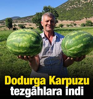 Dodurga Karpuzu tezg&acirc;hlara indi