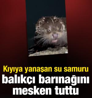 Rize'de kıyıya yanaşan su samuru balık&ccedil;ı barınağını mesken tuttu