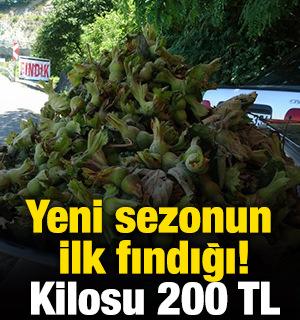 Yeni sezonun ilk fındığı! Kilosu 200 TL