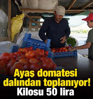 Ayaş domatesi dalından toplanıyor! Kilosu 50 lira 