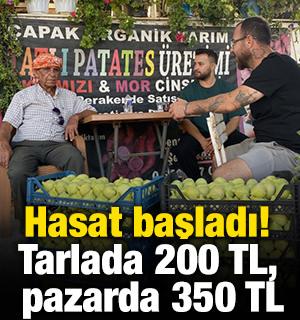 Hasat başladı! Tarlada 200 TL, pazarda 350 TL