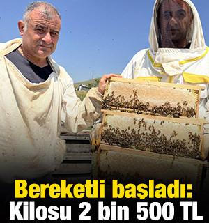 Bereketli başladı: Kilosu 2 bin 500 TL