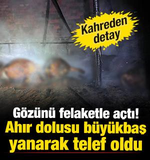 Besici g&ouml;z&uuml;n&uuml; felaketle a&ccedil;tı! 7 b&uuml;y&uuml;kbaş hayvan telef oldu... Kahreden detay
