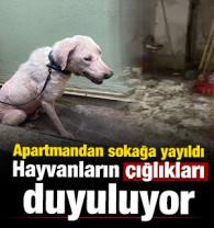 Bursa'da sokağı istila ettiler! Hayvanların &ccedil;ığlıkları duyuluyor iddiası 
