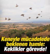 Keneyle m&uuml;cadelede beklenen hamle: Keklikler g&ouml;reve başladı