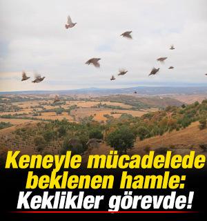 Keneyle m&uuml;cadelede beklenen hamle: Keklikler g&ouml;reve başladı