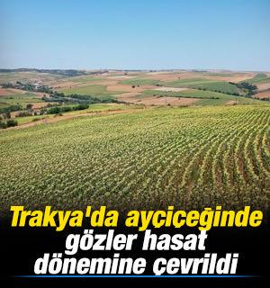 Trakya'da ay&ccedil;i&ccedil;eğinde g&ouml;zler hasat d&ouml;nemine &ccedil;evrildi