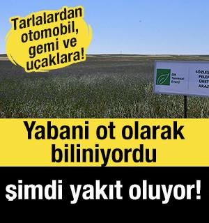 Yabani ot olarak biliniyordu, şimdi yakıt oluyor! Tarlalardan otomobil, gemi ve u&ccedil;aklara!