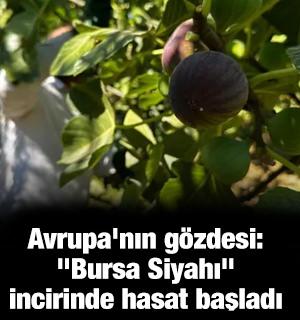 Avrupa'nın g&ouml;zdesi: "Bursa Siyahı" incirinde hasat başladı