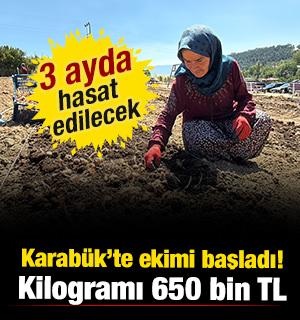 Karab&uuml;k'te ekimi başladı! Kilogramı 650 bin TL... 3 ayda hasat edilecek 