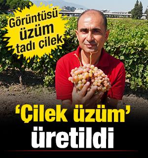 Manisa'da yapılan hasat dikkat &ccedil;ekti! G&ouml;r&uuml;nt&uuml;s&uuml; &uuml;z&uuml;m, tadı &ccedil;ilek 