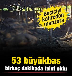 Samsun'da ahırda b&uuml;y&uuml;k yangın! 53 b&uuml;y&uuml;kbaş telef oldu