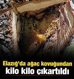 Elazığ'da ağa&ccedil; kovuğundan kilo kilo &ccedil;ıkartıldı 