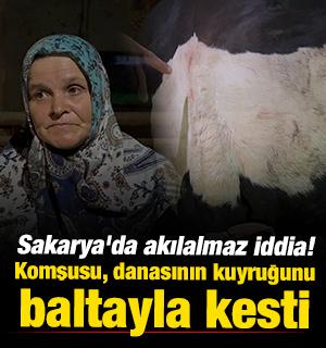 Sakarya'da akılalmaz iddia! Komşusu, danasının kuyruğunu baltayla kesti