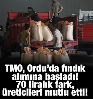 TMO, Ordu&rsquo;da fındık alımına başladı! &Uuml;reticilerden yoğun ilgi