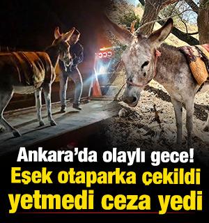 Ankara'da şoke eden olay! Protokol Yolu'na &ccedil;ıkan eşek otoparka &ccedil;ekildi