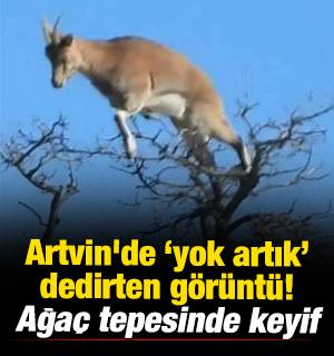Artvin'de "yok artık" dedirten g&ouml;r&uuml;nt&uuml;! Ağacın tepesinde yemek keyfi 