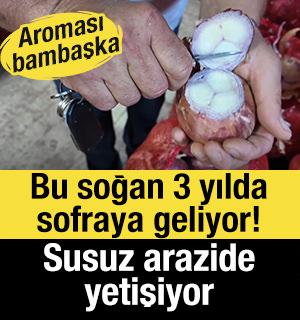 Bu soğan 3 yılda sofraya geliyor! Aroması bambaşka, susuz yerde yetişiyor