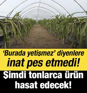 'Burada yetişmez' dediler, pes etmedi: Şimdi 1 tonun &uuml;zerinde hasat bekliyor!