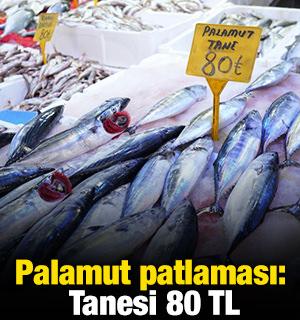 Palamut patlaması: Tanesi 80 TL