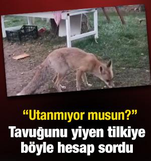 Tavuğunu yiyen tilkiye b&ouml;yle hesap sordu: Utanmıyor musun?
