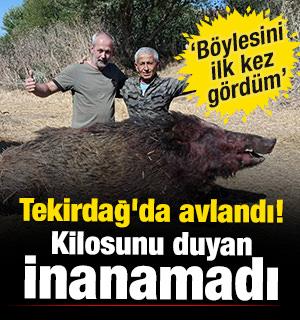 Tekirdağ'da dev domuz avladılar! Kilosunu duyan inanamadı